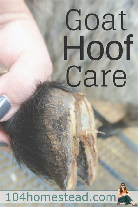 Goat Hoof Care: How to Trim Goat Hooves Correctly + Goat Hoof Health ...