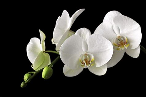 4 white orchid flowers free image | Peakpx