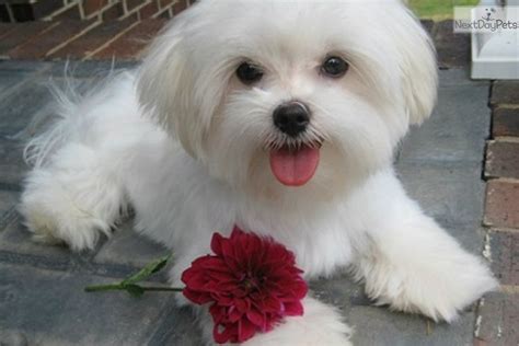 Maltese puppy for sale near Charlotte, North Carolina | a664222a-a651