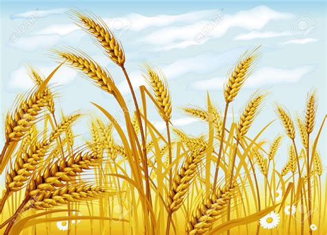 Wheat field clipart 20 free Cliparts | Download images on Clipground 2024