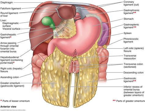 Anatomy of the Human Body