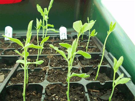 How to grow Sweet Peas | Agriculture