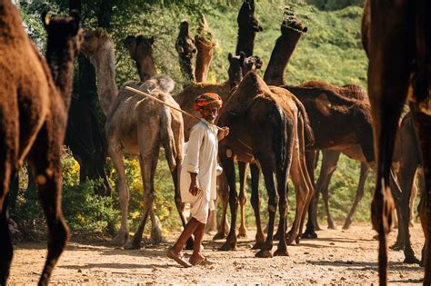 Stuck in Lockdown, Rajasthan Pastoral Nomads Worry for Animals | NewsClick