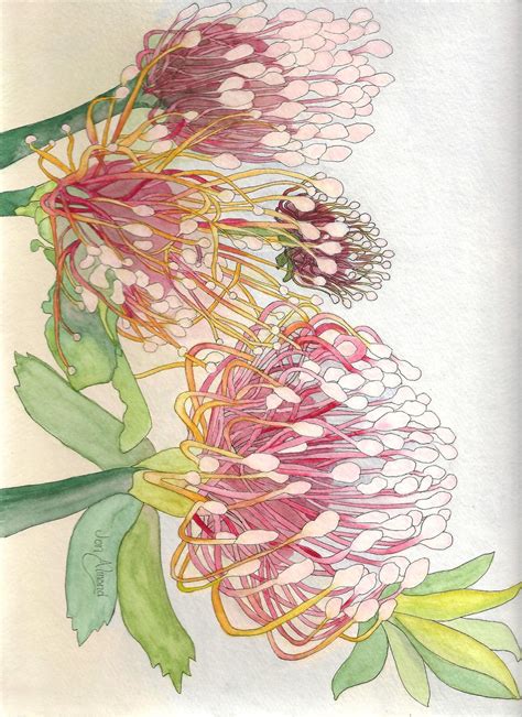 Flowers of South Africa in Watercolor Note Cards. - Etsy | Protea art, Botanical art, Flower ...