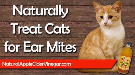 apple cider vinegar for cats ear mites - Cray Cray Online Diary Photo ...