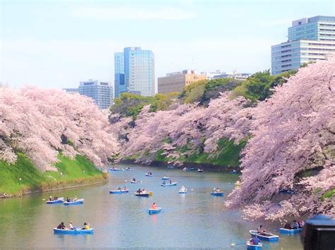 Chidorigafuchi Cherry Blossoms - Japan Web Magazine