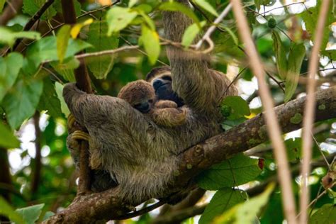 Top facts of the Sloths in the Amazon Rainforest