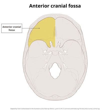 Anterior Cranial Fossa