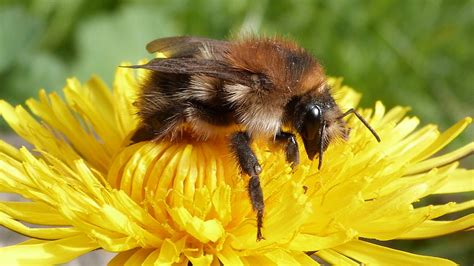 Close-up of Honey Bee on Sunflower · Free Stock Photo