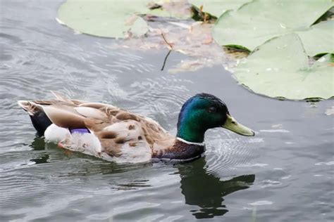 How Fast Can Ducks Swim? [Speeds & Statistics]