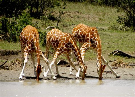 How do giraffes drink water? - Business Insider