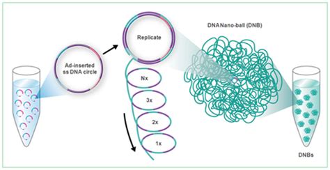 Decoding DNA: Translating the Blueprint of Life