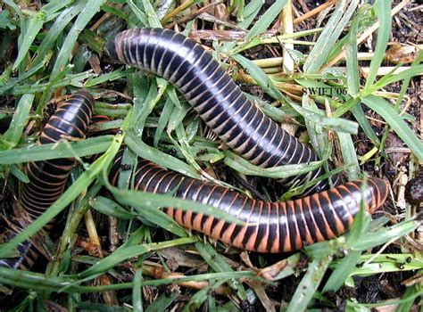 Millipedes for Sale