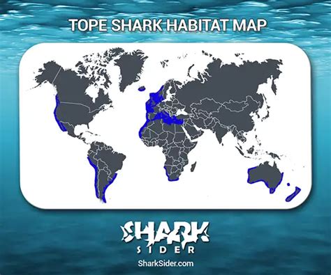 Tope Shark– Facts, Size, Behavior, Diet, Pictures