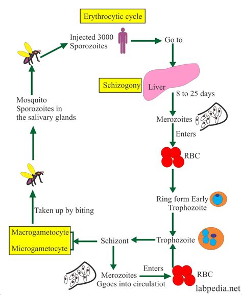 Life Cycle Of Malaria Parasite Ppt