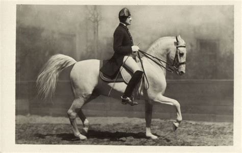 Spanish horse riding school lipizzaner horse Vienna photo postcard | Spanish riding school ...