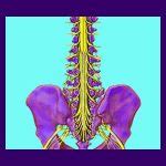 Cauda Equina Syndrome - Back Pain