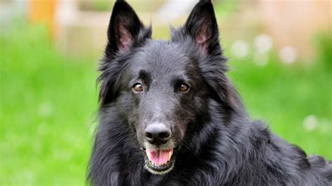 Belgian Sheepdog - Price, Temperament, Life span