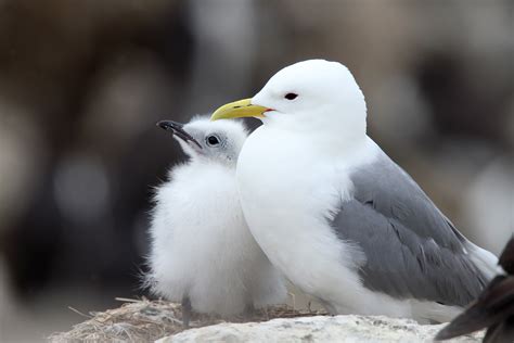 Kittiwake Bird Facts | Rissa Tridactyla