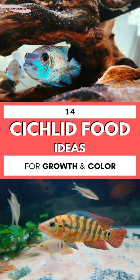 15 Best Foods for Cichlids That Need More Growth & Color | AquAnswers