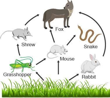 Which two organisms in the food web are primary consumers? fox and rabbit rabbit and grasshopper ...