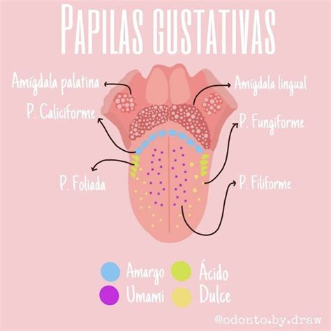 the anatomy of the papias ostativas on a pink background with different colors