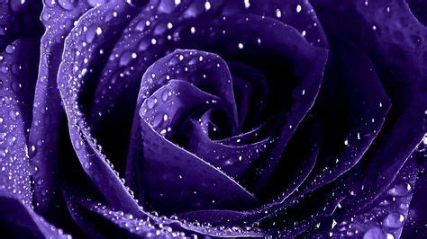 Wet purple rose close up wallpapers and images - wallpapers, pictures ... | Purple roses, Rose ...