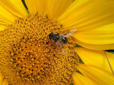 Bee on Sunflower Free Photo Download | FreeImages