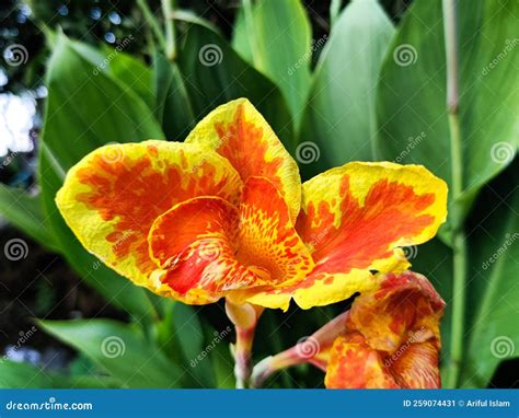 Canna Indica, Commonly Called Indian Shot, in Bengali Called Kolaboti ...