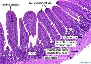 histology of intestinal lumen | Histology slides, Human anatomy and physiology, Tissue biology