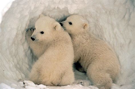 Cute Polar Bear Pictures