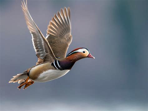 Mandarin Duck Bird Facts (Aix galericulata) | Bird Fact