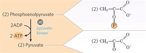 Glycolysis 10 Steps with Enzymes, Pathways and Diagram