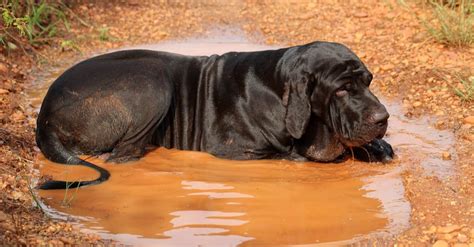 What Is The Biggest Breed Of Mastiff