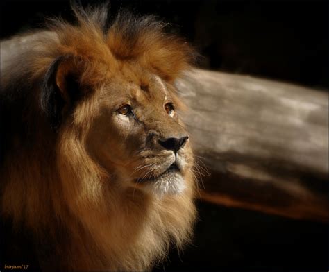 Lion heart .. photo & image | animals, zoos, parks & falconries, mammals images at photo community