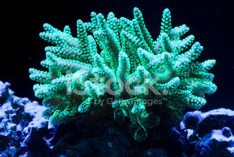 Birdsnest Coral Stock Photo | Royalty-Free | FreeImages