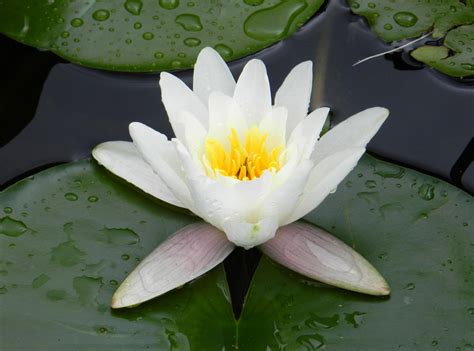 water lily, water, droplets Wallpaper, HD Flowers 4K Wallpapers, Images ...