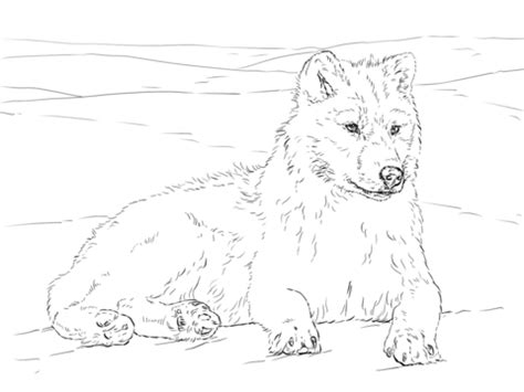 Tundra Animals Drawing at GetDrawings | Free download