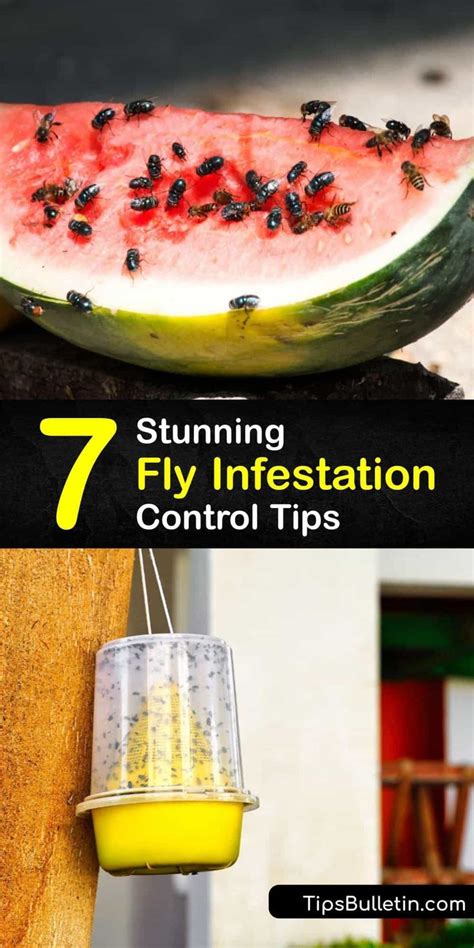 Effective Fly Infestation Control Tips