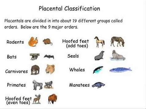 Mammal Classification more detailed, 3 groups of mammals | Mammals ...