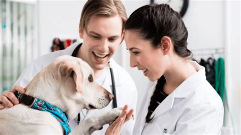 Pet Skin Care Near Me 97035 - SkinVet Clinic - Lake Oswego, OR