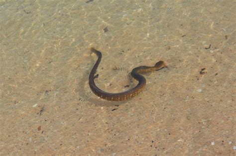 Beaked Sea Snake – "OCEAN TREASURES" Memorial Library