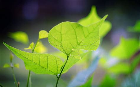 Free Wallpapers: green nature photography, photos of green nature scenes, amazing green nature ...