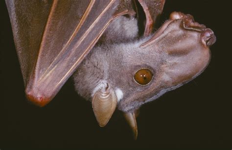 Hammer-headed fruit bat (Bats of Gabon) · NaturaLista Mexico