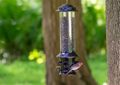 SQUIRREL-X X5 Squirrel Resistant Bird Feeder - Chewy.com