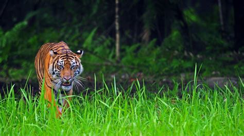 Harimau Sumatera Kurus dan Makan Rumput - newsrtv