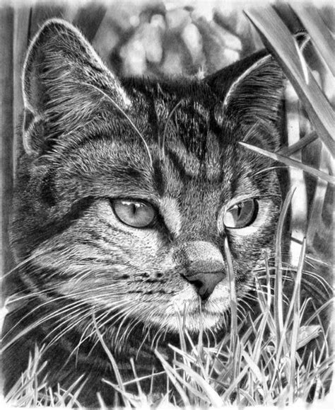 Franco Clun drawing | Dibujos de gatos, Pencil drawing, Lapices de ...