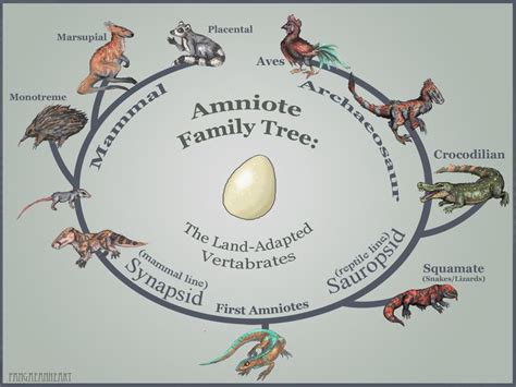 Amniote - Alchetron, The Free Social Encyclopedia