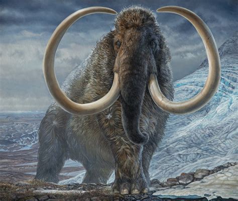 Woolly mammoths roamed over vast range - walking twice the distance ...