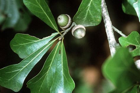 File:Quercus nigra USDA.jpg - Wikipedia